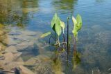 Alisma plantago-aquatica. Растение с развивающимся цветоносом. Ленинградская обл., Гатчинский р-н, окр. дер. Авколево, карьер \"Елизаветино\", озеро на месте выработки известняка. 29.06.2019.