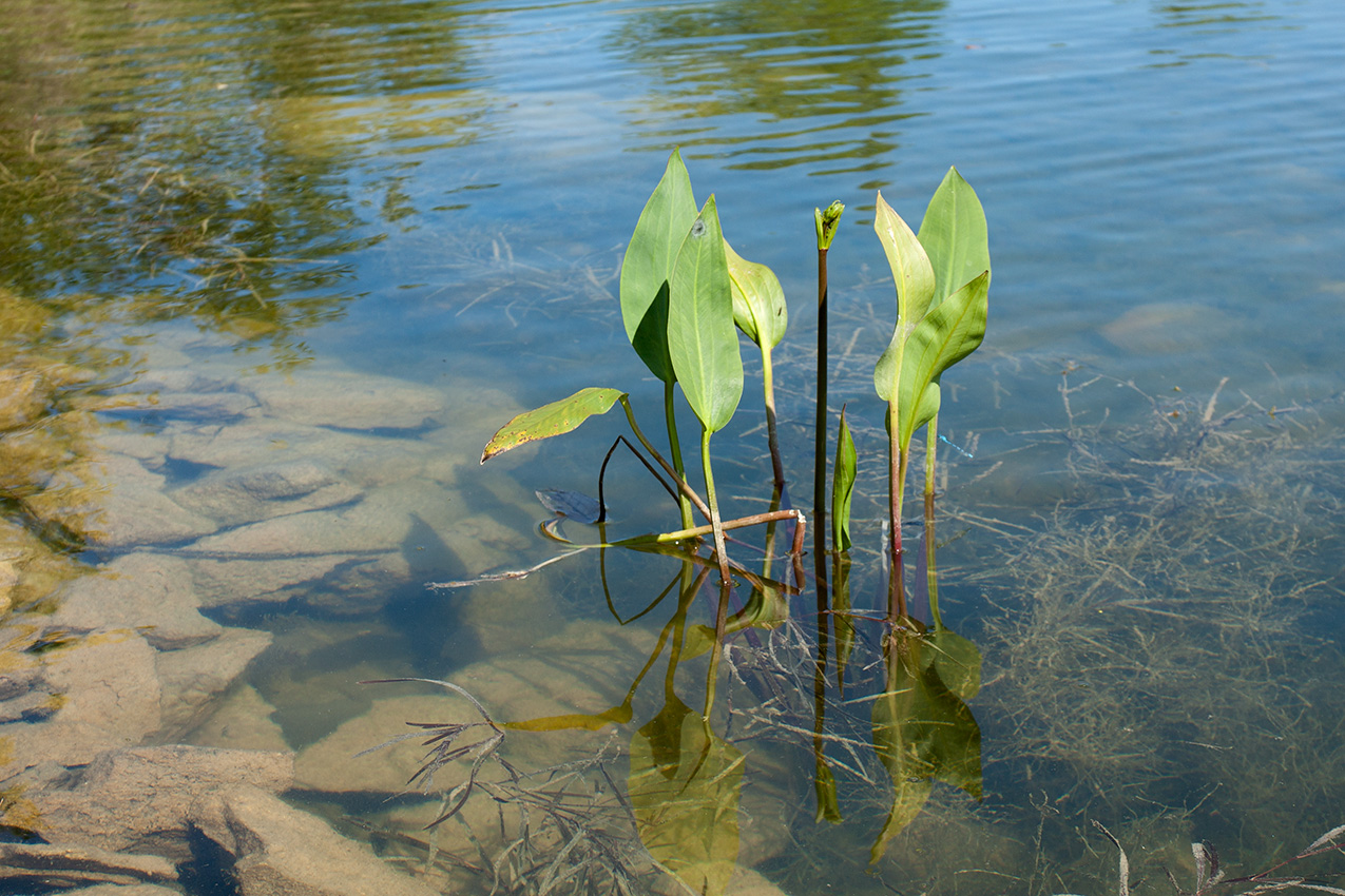 Image of Alisma plantago-aquatica specimen.