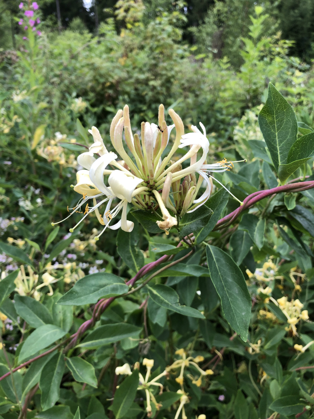 Image of Lonicera periclymenum specimen.