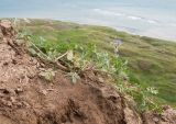 Erodium ciconium. Цветущее растение. Краснодарский край, Темрюкский р-н, мыс Железный Рог, обрывистый глинистый приморский склон. 01.05.2015.