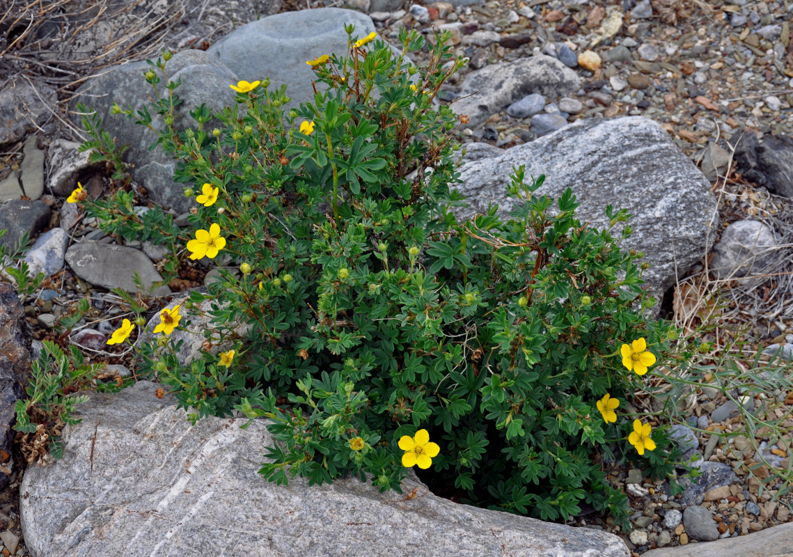 Image of Dasiphora fruticosa specimen.