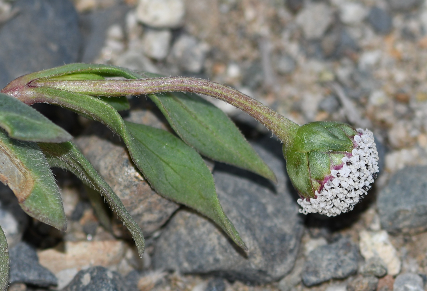 Image of genus Acmella specimen.