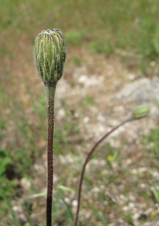 Image of Leontodon biscutellifolius specimen.