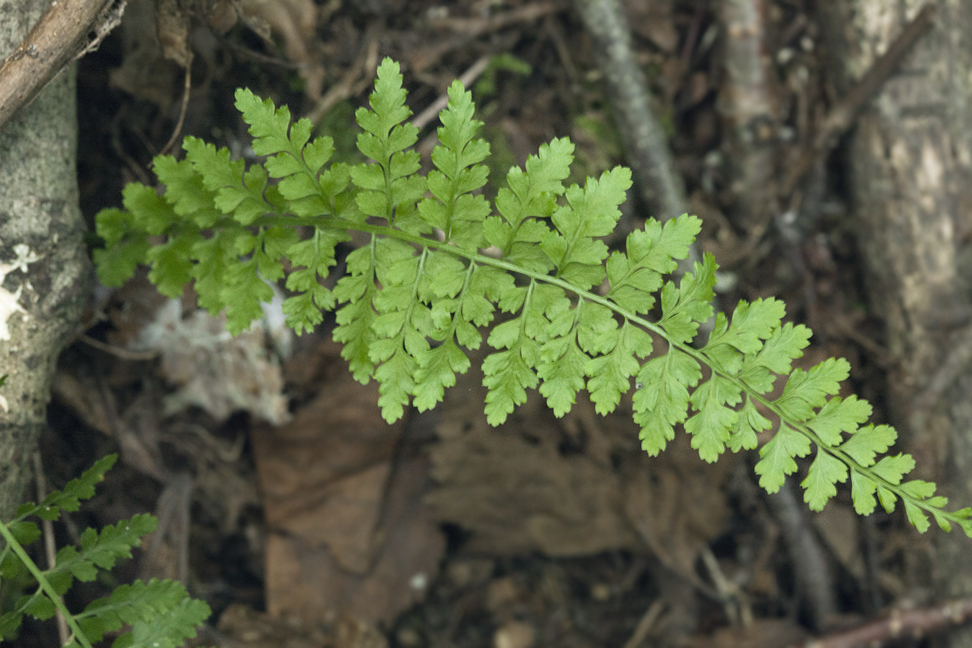 Изображение особи Asplenium incisum.