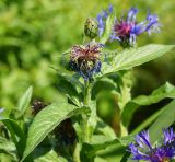 Centaurea montana