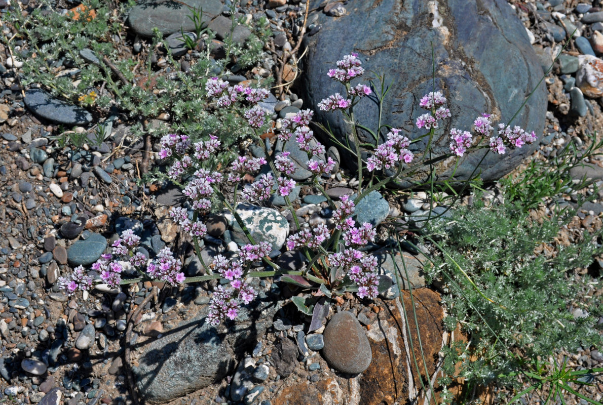 Image of Goniolimon speciosum specimen.