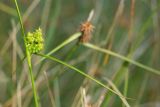 Carex bergrothii. Верхушка побега с незрелыми соплодиями. Кировская обл., Кирово-Чепецкий р-н, ур. Большое Каринское Болото. 20.08.2017.