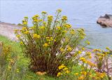 Tanacetum vulgare. Цветущее растение. Ленинградская обл., Выборгский р-н, побережье Финского залива, приморский луг на границе с песчаным пляжем. 11.08.2019.