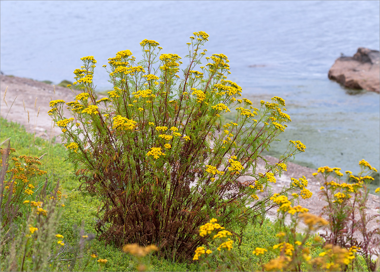 Image of Tanacetum vulgare specimen.