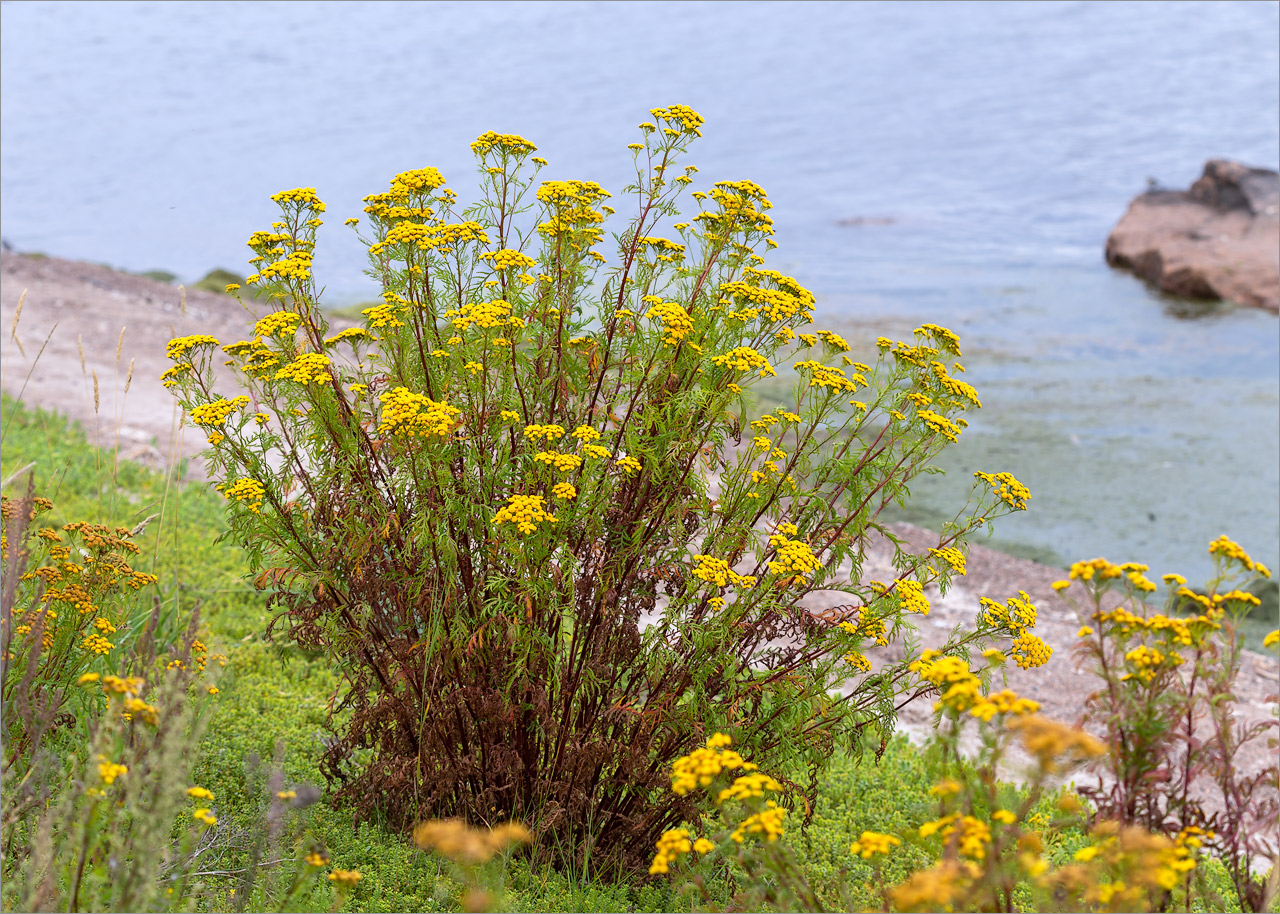 Изображение особи Tanacetum vulgare.