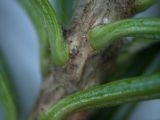 Abies lasiocarpa var. arizonica