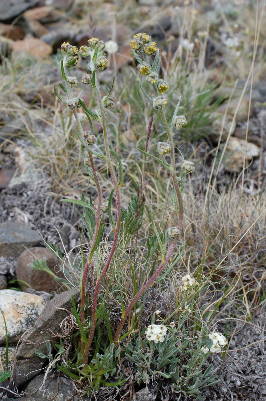 Изображение особи Artemisia furcata.