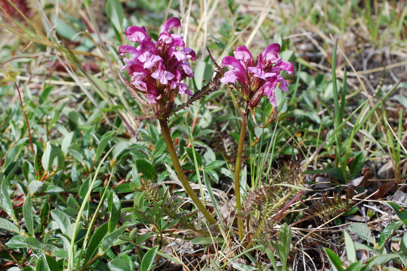 Изображение особи Pedicularis albolabiata.