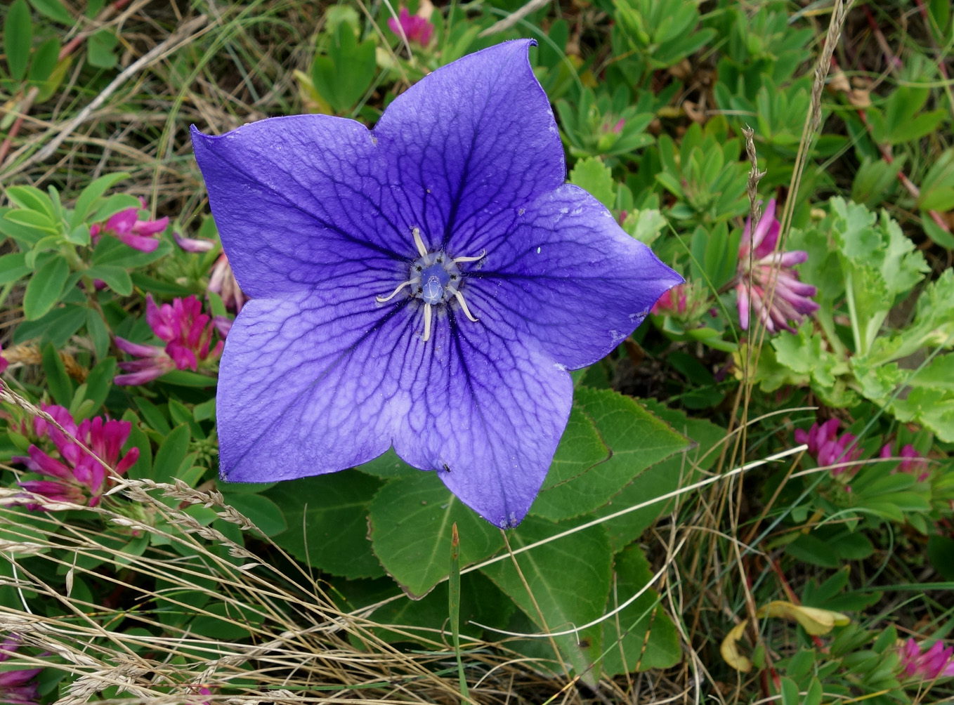 Image of Platycodon grandiflorus specimen.