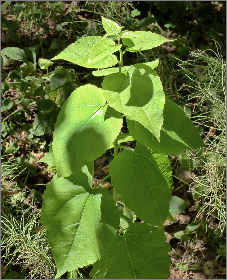 Изображение особи Populus tremula.