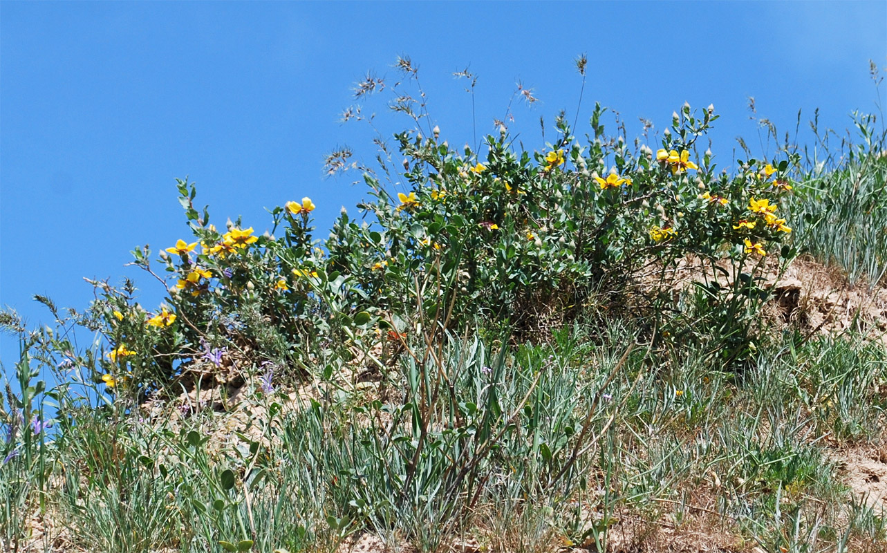 Image of Rosa persica specimen.