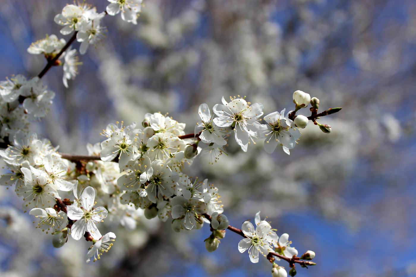 Изображение особи Prunus spinosa.