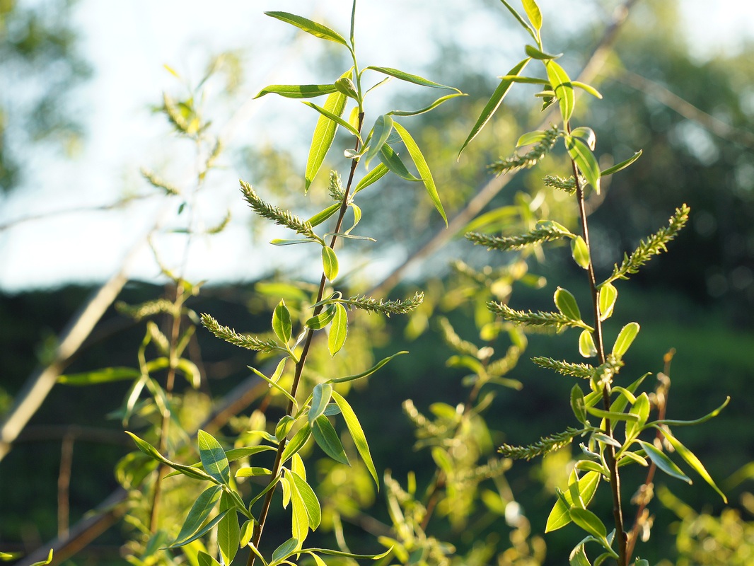 Image of Salix &times; fragilis specimen.