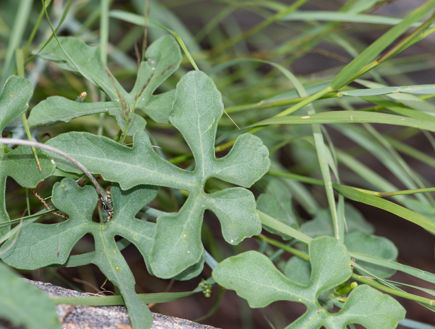 Изображение особи Corallocarpus welwitschii.