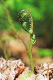 Pseudocystopteris spinulosa. Разворачивающаяся вайя. Приморский край, окр. г. Владивосток, в дубовом лесу. 20.05.2020.