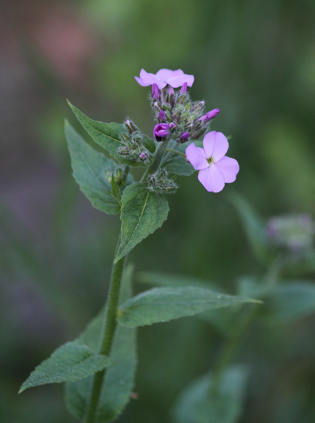 Изображение особи род Hesperis.