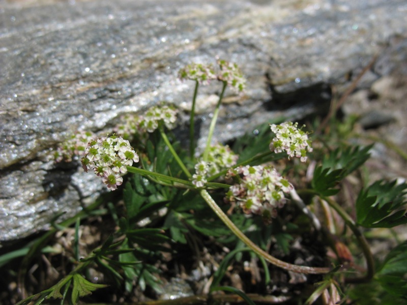 Изображение особи Chaerophyllum humile.