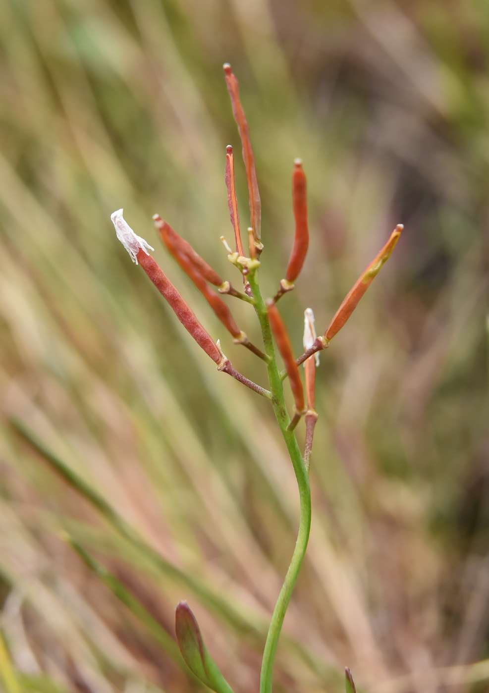 Image of Arabidopsis petraea specimen.