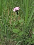 Melandrium × dubium. Цветущее растение с колонией тли. Нидерланды, провинция Groningen, национальный парк \"Lauwersmeer\", луг на месте осушенного морского залива. 25 мая 2008 г.