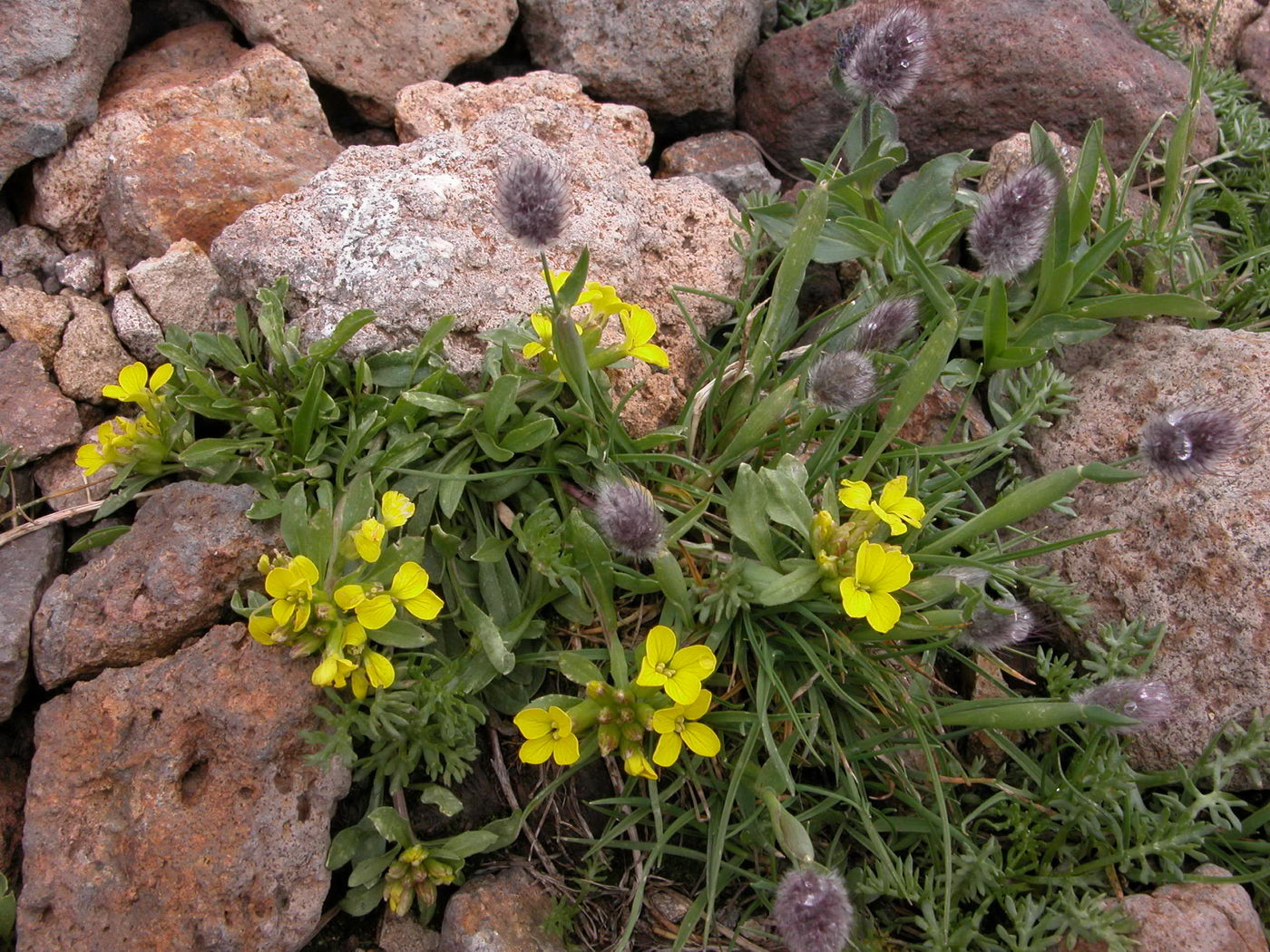 Изображение особи Erysimum gelidum.