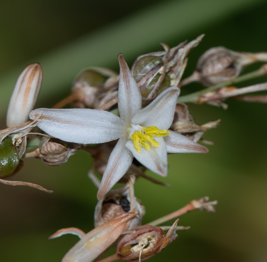 Изображение особи Chlorophytum saundersiae.