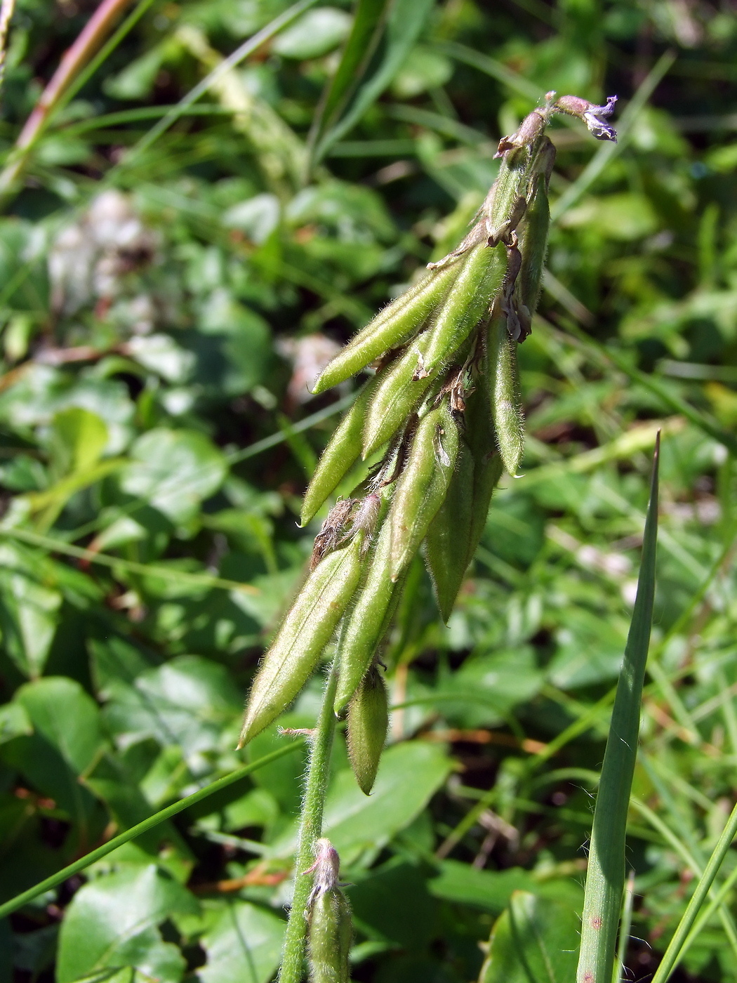 Изображение особи Oxytropis deflexa.