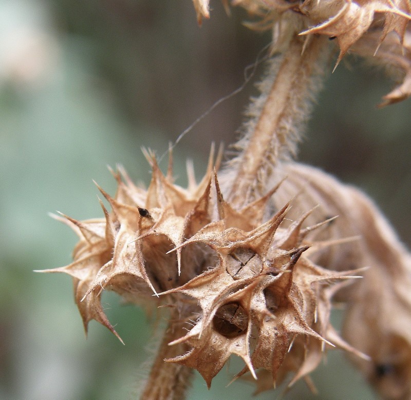 Изображение особи Leonurus quinquelobatus.