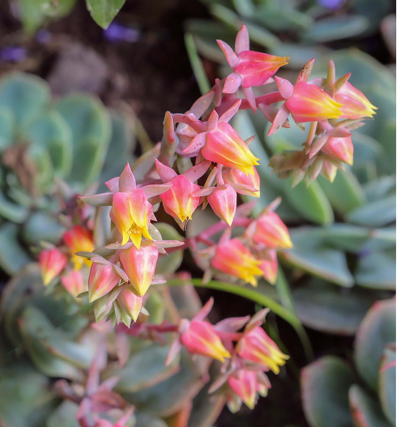 Изображение особи род Echeveria.