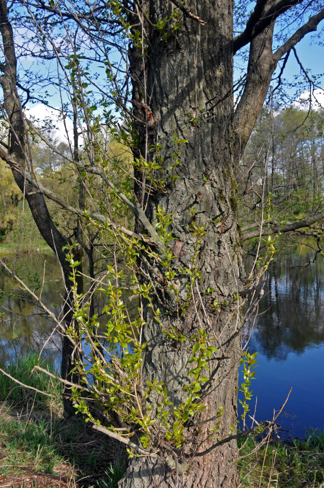 Image of Populus &times; sibirica specimen.