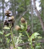 Cirsium oleraceum
