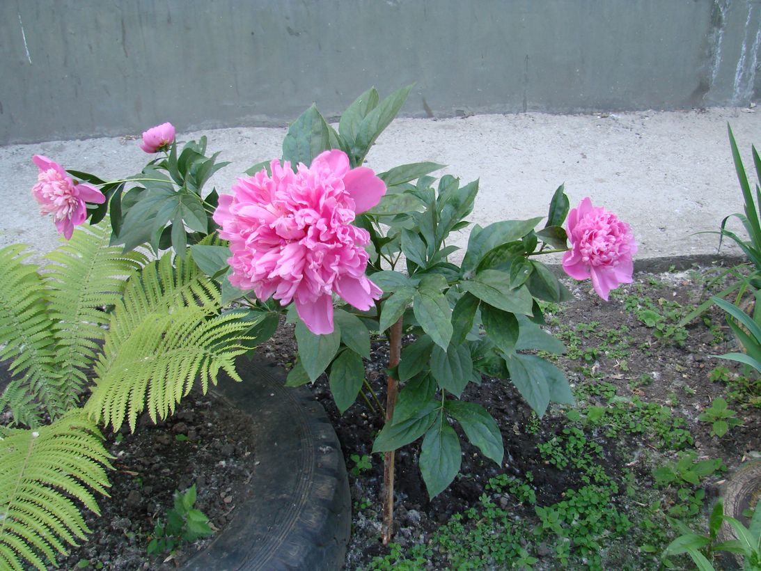 Image of Paeonia lactiflora specimen.