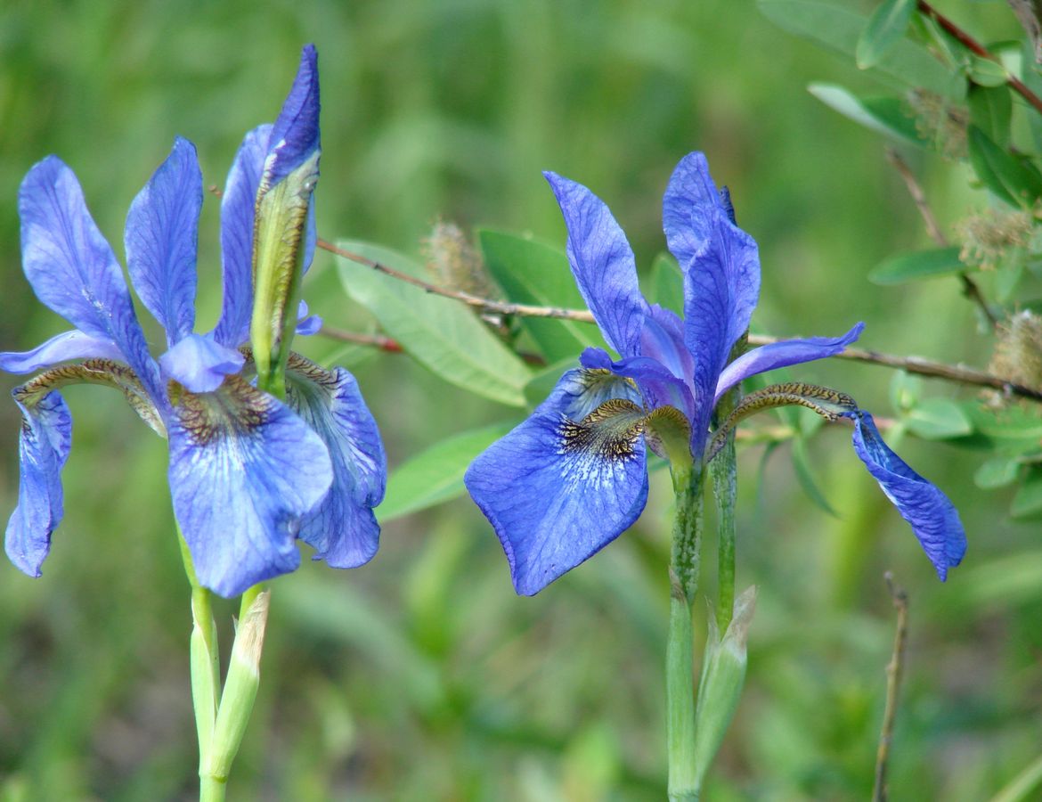 Изображение особи Iris sanguinea.