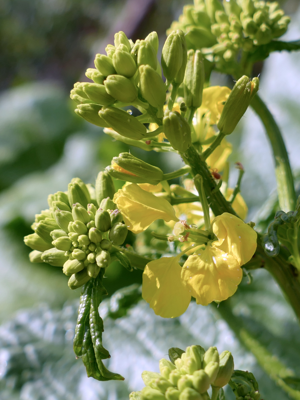 Изображение особи Brassica rapa.