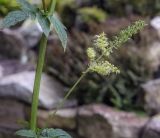 Cimicifuga foetida. Цветущий и плодоносящий пазушный побег. Санкт-Петербург, Ботанический сад БИН РАН, альпийская горка, в культуре. 09.09.2020.