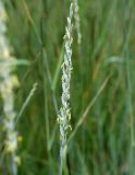 genus Elytrigia. Соцветие. Саратовская обл., Хвалынский р-н, окр. г. Хвалынск, Хвалынский горнолыжный курорт, луг на склоне горы. 18.06.2019.