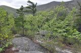 Betula lanata. Дерево с молодыми листьями. Приморский край, Лазовский р-н, падь Синегорная, скальный комплекс \"Белый город\", смешанный лес. 17.05.2020.