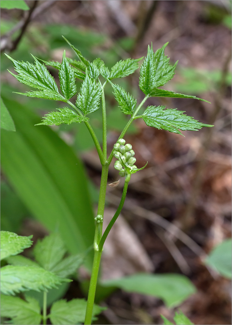 Изображение особи Actaea spicata.