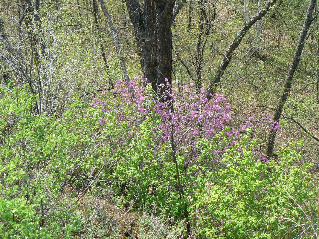 Изображение особи Rhododendron dauricum.