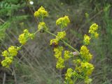 Galium verum. Верхушка соцветия с галлами Geocrypta galii. Кабардино-Балкария, Эльбрусский р-н, окр. с. Нейтрино, ок. 1850 м н.у.м., каменистый склон. 09.07.2020.