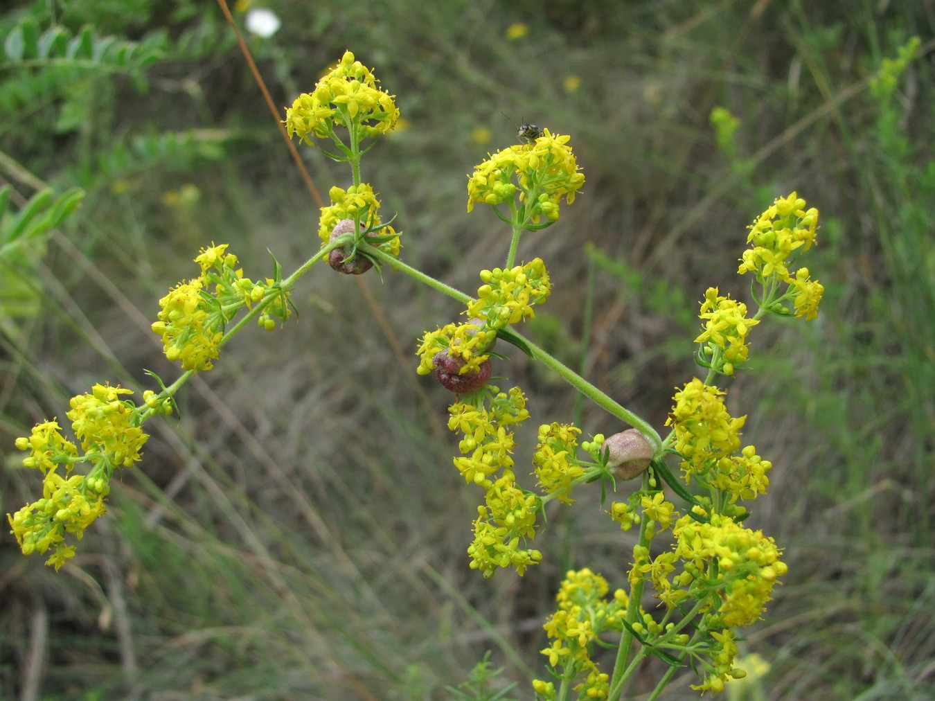 Изображение особи Galium verum.