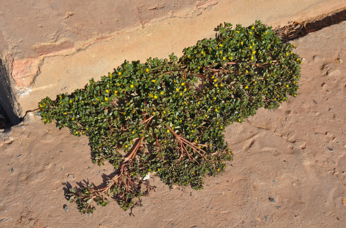 Изображение особи Portulaca oleracea.