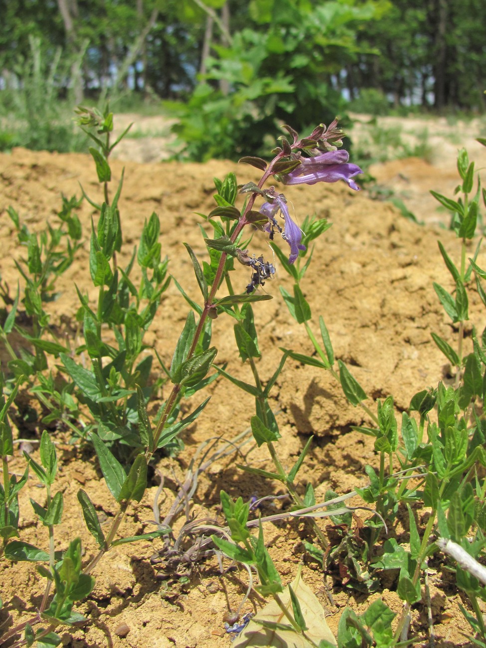 Image of Scutellaria hastifolia specimen.