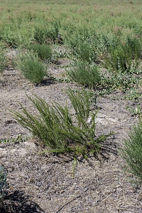 Image of Artemisia cina specimen.