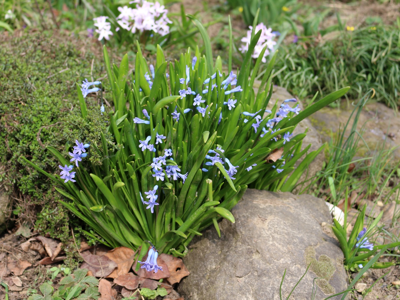 Изображение особи Hyacinthus orientalis.