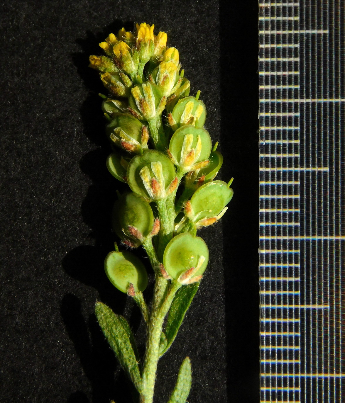 Изображение особи Alyssum turkestanicum var. desertorum.